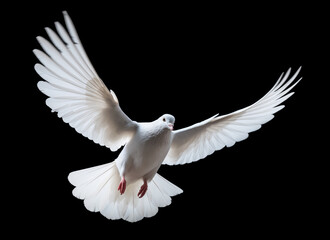 White dove in full flight, with wings spread isolated on black background
