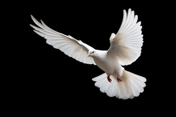 A white dove in mid-flight, wings outstretched against a black background - obrazy, fototapety, plakaty