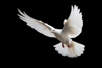 Fotobehang A white dove in mid-flight, wings outstretched against a black background © ChaoticDesignStudio