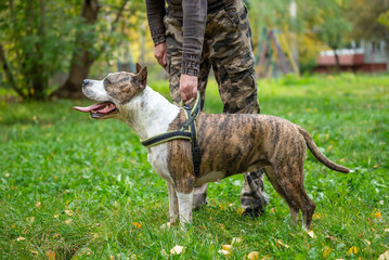 Staffordshire Terrier Obedience Training in the Park with Dog's Full Attention