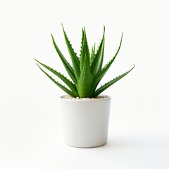  green plant in small white pot on bright isolated on white background