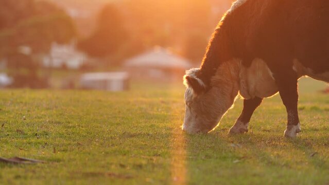 beautiful cattle in Australia  eating grass, grazing on pasture. Herd of cows free range beef being regenerative raised on an agricultural farm. Sustainable farming of food crops. Cow in field 