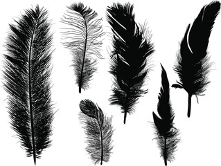 six fluffy grey silhouettes of feathers isolated on white