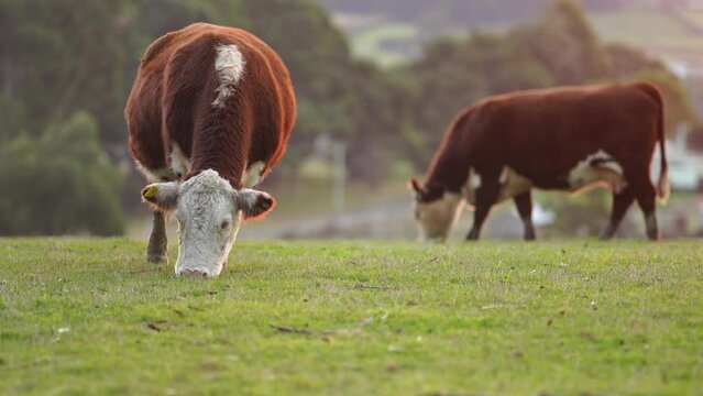 beautiful cattle in Australia  eating grass, grazing on pasture. Herd of cows free range beef being regenerative raised on an agricultural farm. Sustainable farming of food crops. Cow in field 