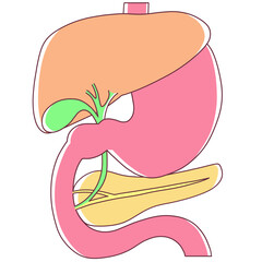 肝臓・胃・十二指腸・胆のう・膵臓のイラスト