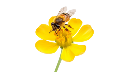 bee on yellow flower isolated on transparent background cutout