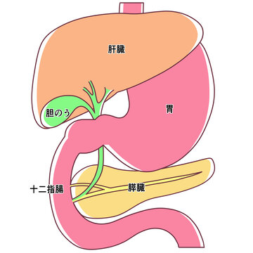 肝臓・胃・十二指腸・胆のう・膵臓のイラスト