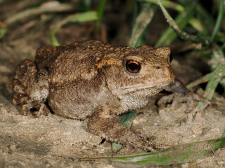 European toad (Bufo bufo)