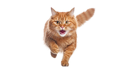 running cat isolated on transparent background cutout