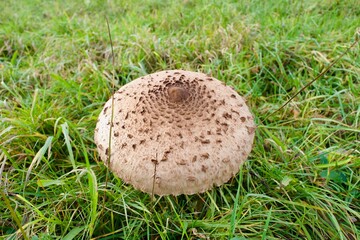 mushroom (parasol) in the grass