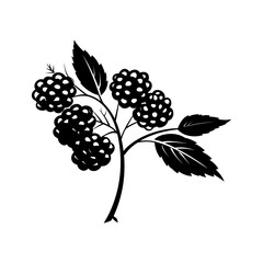 elderberry silhouette isolated vector

