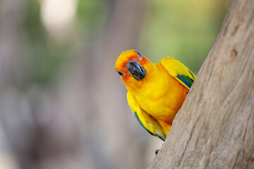 The mini parrot bird on stick tree