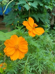 Cosmos sulphureus is a species of flowering plant in the sunflower family Asteraceae, also known as sulfur cosmos and yellow cosmos.