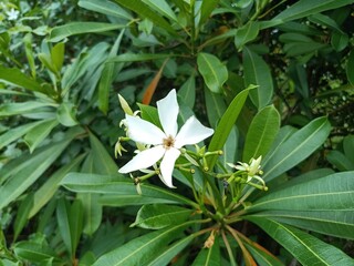 Cerbera manghas, the sea mango, is a small evergreen coastal tree growing up to 12 metres tall. 