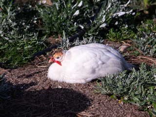 Selective focus high angle view of white African guinea resting in the sun in park, Swakopmund, Namibia