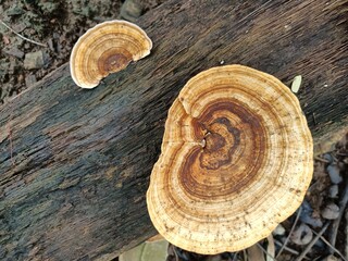Lenzites is a widespread genus of wood-decay fungi in the family Polyporaceae.