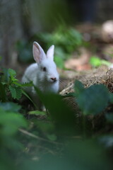 rabbit in the woods
