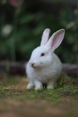 white rabbit on a grass
