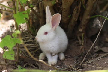 white rabbit in the grass