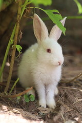 white rabbit on a grass