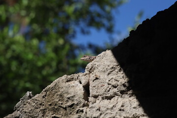 climber on a rock