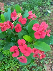 Live with Alive Euphorbia Live Plant Multi Color Flowers

