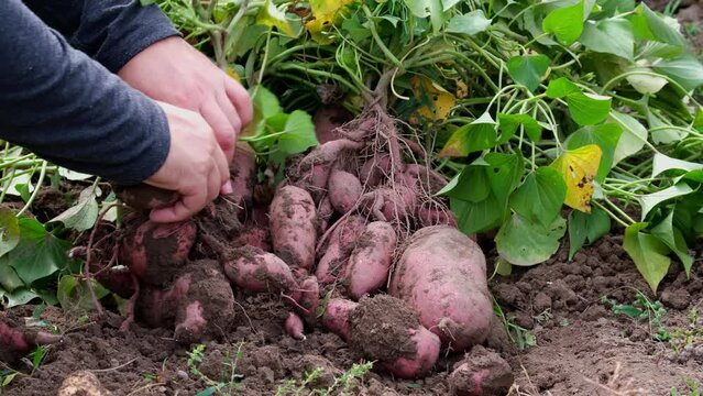 Collecting sweet potatoes from the garden on the farm. A farmer digs up a sweet potato crop.