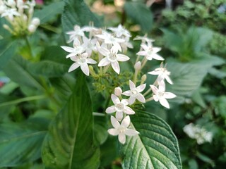 Ixora coccinea is a species of flowering plant in the family Rubiaceae. It is a common flowering shrub native to Southern India, Bangladesh, and Sri Lanka. 