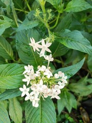 Ixora coccinea is a species of flowering plant in the family Rubiaceae. It is a common flowering shrub native to Southern India, Bangladesh, and Sri Lanka. 