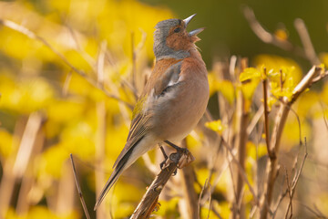 Singing Eurasian chaffinch, common chaffinch - Fringilla coelebs perched and singing at yellow background. Photo from Biebrza National Park in Poland. Bird in song. Songbird.