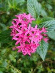 Pink flower pentas lanceolata Stock Photos and Images