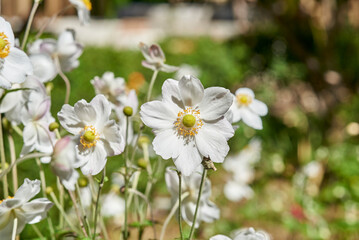 San Cristóbal De Las Casas, Pueblo Mágico, Chiapas, Viajero, Casas Coloniales, Tejas Rojas, Templos Barrocos, Callejones, Cielo Azul, Árboles Verdes, Cultura Viva, flores