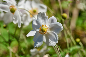 San Cristóbal De Las Casas, Pueblo Mágico, Chiapas, Viajero, Casas Coloniales, Tejas Rojas, Templos Barrocos, Callejones, Cielo Azul, Árboles Verdes, Cultura Viva, flores