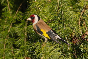 European goldfinch or simply the goldfinch - Carduelis carduelis perched at green background. Photo from Biebrza National Park in Poland.