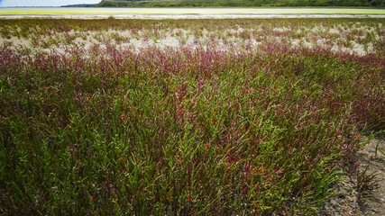 Сommon glasswort, glasswort (Salicornia europaea), Salt tolerant plants on cracked earth