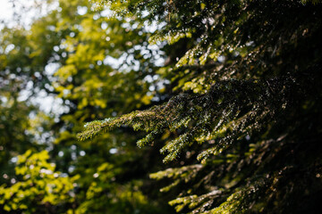 drops of water hang on a fir branch after the rain