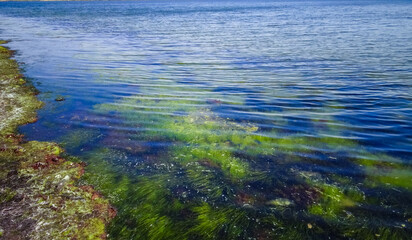 Red and Green algae  and seagrass Zostera noltii in the shallow waters of the Tiligul estuary