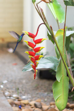 beija flor beijando flor