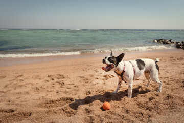 Boston Terrier playing with an orange ball on the beach
