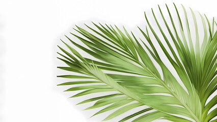 Obraz premium palm Leaf Painting white background Decoration