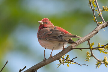 Common linnet - Linaria cannabina - male perched with blue - green background. Photo from Biebrza National Park in Poland.