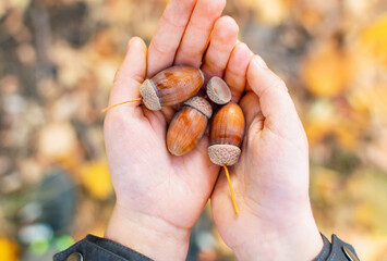 Little boy with hands cupped holding acorn nuts on background yellow leaves. Ripe acorns in a...