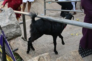 goat in the zoo