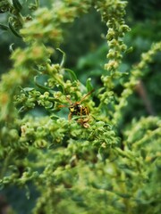 Wasp Beneficial Insect Garden 
