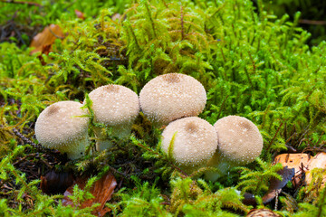 beautiful closeup of forest mushrooms, autumn season. little fresh mushrooms, growing in Autumn Forest. Leafs in forest. Mushroom picking concept.