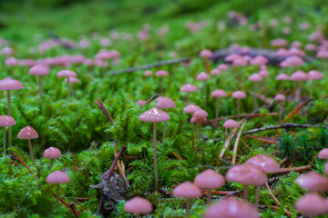 beautiful closeup of forest mushrooms, autumn season. little fresh mushrooms, growing in Autumn Forest. Leafs in forest. Mushroom picking concept.