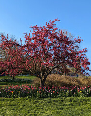 The Tulips under a tree full of pink ferns , Baltimore, MD, US