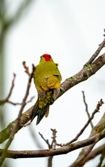 Green Woodpecker in Switzerland on a tree branch during winter / autumn