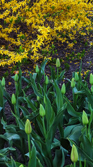 Green Tulip buds have a beauty of their own , Baltimore, MD, US