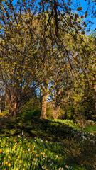 Beautiful tree cover for the Tulips at the park , Baltimore, MD, US